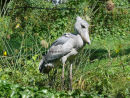 Shoebill 